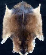 Image result for Muskrat Pelt