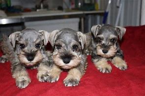 Image result for Miniature Schnauzer