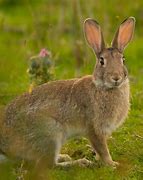 Image result for Brown Hare Face Images