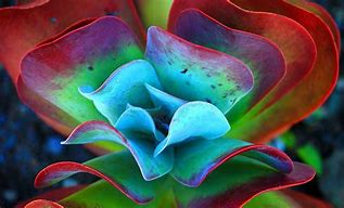 Image result for Colourful Plants