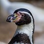 Image result for Linux Penguin Eating Fish