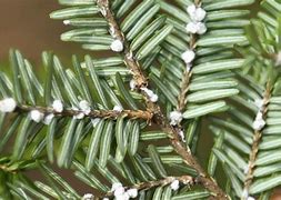 Image result for Hemlock Woolly Adelgid Map