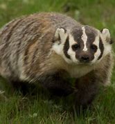 Image result for Us Badger