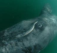 Image result for Gray Whale Animal