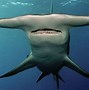 Image result for Black Shark Deep Water