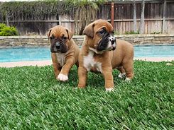 Image result for AKC Boxer Puppies