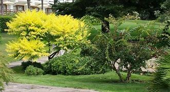 Image result for Shrubs with Yellow Flowers and Brown Leaves