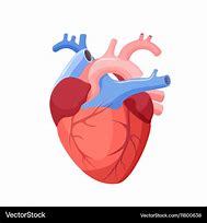 Image result for Anatomical Heart Vector