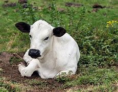 Image result for Stock Images Nguni Cattle