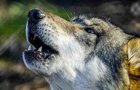 Image result for Wolf Dog Sleep