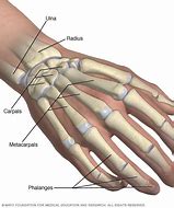 Image result for Hand Wrist Bones