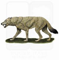 Image result for Aelurodon vs Dire Wolf