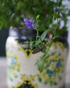 Image result for tin can flower pots