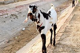 Image result for DG Khan Goat