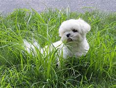 Image result for Black Teacup Maltese