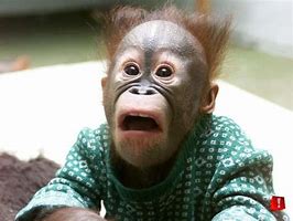 Image result for Hilarious Monkey Pictures