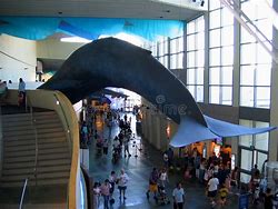 Image result for Blue Whale Aquarium of the Pacific