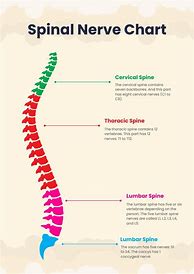 Image result for Spinal Nerve Function Chart