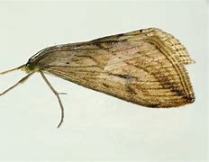 Image result for Domestic Brown Moth