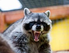 Image result for Rabid Raccoon Pics