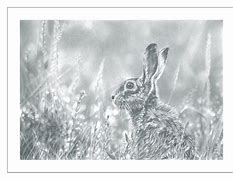 Image result for Award-Winning Brown Hare Photo