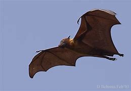 Image result for Pteropus