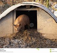 Image result for Tamworth Pig Meat