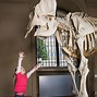 Image result for Horror Elephant Skeleton