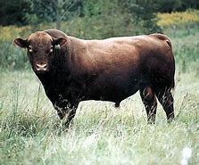 Image result for Red Angus Cattle