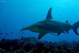 Image result for Gaint Hammerhead Shark