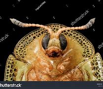 Image result for Baby Face Bug