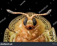 Image result for Baby Face Bug