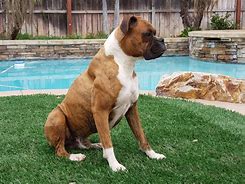 Image result for AKC Boxer Puppies