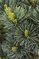 Image result for Full-Grown White Pines