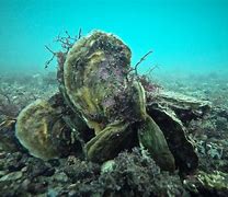 Image result for Oyster in Ocean