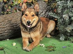 Image result for Mixed-Breed Animals