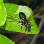 Image result for Male Flying Ants