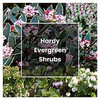 Image result for Plant Evergreen Shrubs