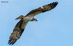 Image result for Adult Osprey Flight