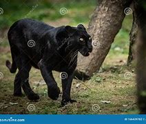 Image result for Black Panther Jumping through American Flag