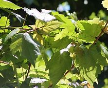 Image result for Green Leaf Tree