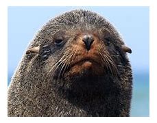 Image result for Pinniped Rookeries