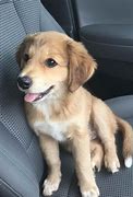 Image result for Golden Retriever Mix Puppies