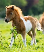 Image result for Pony Klapprad