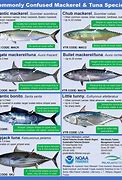 Image result for Bullseye Mackerel