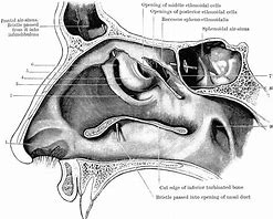 Image result for Infundibulum Nose