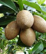 Image result for Sapodilla