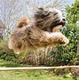 Image result for Tibetan Terrier Dog Breed