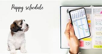 Image result for Puppy Schedule 18 Weeks