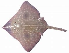 Image result for Giant Freshwater Skate